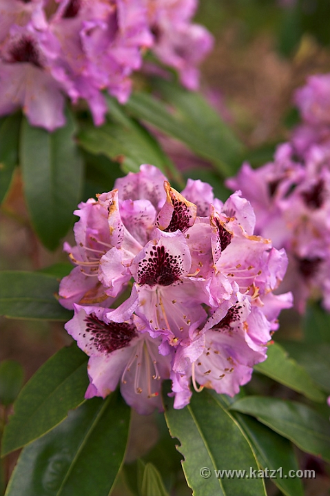 NJ Botanical Gardens 3